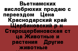 Вьетнамских вислобрюхих продаю с переездом › Цена ­ 3 500 - Краснодарский край, Щербиновский р-н, Старощербиновская ст-ца Животные и растения » Другие животные   . Краснодарский край